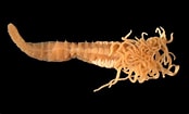 Image result for "nicolae Zostericola". Size: 174 x 105. Source: invertebase.org