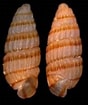 Image result for "doliolina Muelleri". Size: 88 x 105. Source: www.gastropods.com