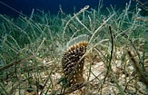 Image result for Grote steekmossel. Size: 163 x 105. Source: www.kina.nl