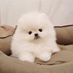 Image result for Pomeranian. Size: 105 x 105. Source: cheappuppiesforsale.com