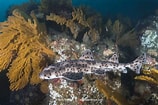 Image result for Heterodontus quoyi. Size: 158 x 105. Source: www.sharksandrays.com