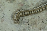 Image result for Synapta maculata Geslacht. Size: 156 x 105. Source: reeflifesurvey.com