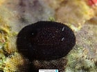 Image result for "onchidoris Pusilla". Size: 140 x 105. Source: www.reeflex.net