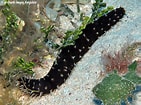 Afbeeldingsresultaten voor Holothuria hilla Familie. Grootte: 141 x 105. Bron: www.underwaterkwaj.com