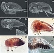 Image result for Sacculina abyssicola. Size: 106 x 105. Source: www.researchgate.net