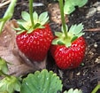 Image result for Strawberry Plants. Size: 113 x 105. Source: www.nature-and-garden.com