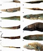 Image result for Nemichthys curvirostris Anatomie. Size: 89 x 105. Source: www.researchgate.net