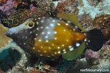 Image result for "cantherhines Macrocerus". Size: 158 x 105. Source: reeflifesurvey.com