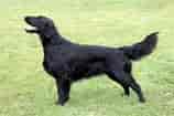 Image result for Flat Coated Retriever. Size: 158 x 105. Source: woofbarkgrowl.co.uk