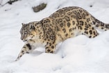 Résultat d’image pour Snow Leopards. Taille: 157 x 105. Source: ar.inspiredpencil.com