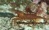 Image result for Lysmata californica. Size: 171 x 105. Source: www.oceanlight.com