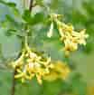 Image result for Ribes odoratum. Size: 104 x 105. Source: www.pinterest.co.uk