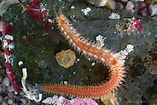 Image result for "polynoe Scolopendrina". Size: 157 x 105. Source: www.asturnatura.com