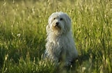Image result for Coton De Tulear. Size: 161 x 105. Source: www.thesprucepets.com
