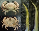 Image result for Leptodius sanguineus. Size: 133 x 105. Source: www.researchgate.net