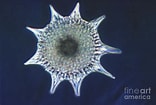 Afbeeldingsresultaten voor "hexalaspis Heliodiscus". Grootte: 156 x 105. Bron: pixels.com