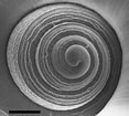 Afbeeldingsresultaten voor Atlanta echinogyra Anatomie. Grootte: 117 x 105. Bron: tolweb.org