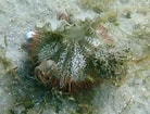 Image result for Lytechinus variegatus Order. Size: 138 x 105. Source: www.snorkeling-report.com