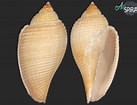 Image result for Sacculina abyssicola. Size: 137 x 105. Source: allspira.com