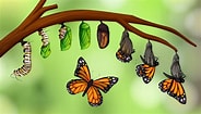 Risultato immagine per Butterfly Life Cycle. Dimensioni: 184 x 105. Fonte: www.vecteezy.com