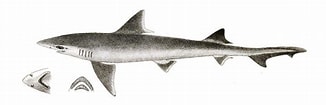Image result for "mustelus Manazo". Size: 326 x 105. Source: www.sharkwater.com