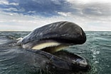 Afbeeldingsresultaten voor Baleen Whale. Grootte: 156 x 105. Bron: www.reddit.com