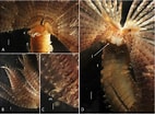 Image result for Branchiomma nigromaculatum. Size: 142 x 105. Source: www.researchgate.net