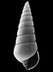 Image result for Pyramidellidae. Size: 77 x 105. Source: www.gastropods.com