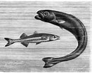 Image result for "tetragonurus Cuvieri". Size: 131 x 105. Source: www.zeno.org