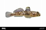 Image result for "gobius Luteus". Size: 160 x 105. Source: www.alamy.com