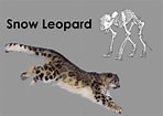 Résultat d’image pour Snow Leopard Anatomy. Taille: 148 x 105. Source: www.artstation.com