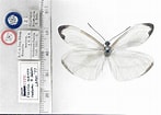 Afbeeldingsresultaten voor Enantia lina. Grootte: 147 x 105. Bron: www.butterfliesofamerica.com