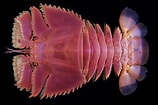Image result for "ibacus Ciliatus". Size: 158 x 105. Source: www.pinterest.com