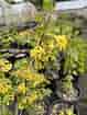 Image result for Ribes odoratum. Size: 79 x 105. Source: xeraplants.com