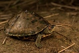 Image result for Indische Dakschildpad. Size: 158 x 105. Source: www.flickriver.com