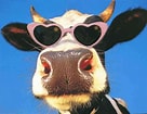 Image result for vache Humour. Size: 136 x 105. Source: cheznectarine.centerblog.net