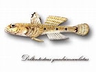 Afbeeldingsresultaten voor "deltentosteus Quadrimaculatus". Grootte: 140 x 105. Bron: orempuries.blogspot.com