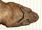 Image result for "apristurus Laurussoni". Size: 147 x 105. Source: descna.com