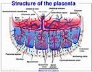 Image result for Cardiapoda Placenta Anatomie. Size: 134 x 105. Source: ibiologia.com