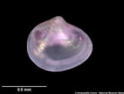 Image result for "spisula Elliptica". Size: 138 x 105. Source: naturalhistory.museumwales.ac.uk
