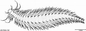 Image result for "pelagobia Longicirrata". Size: 289 x 105. Source: sio-legacy.ucsd.edu