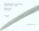 Image result for "doliolina Muelleri". Size: 132 x 105. Source: nematode.unl.edu