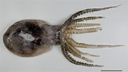 Afbeeldingsresultaten voor Ocythoe tuberculata Geslacht. Grootte: 185 x 105. Bron: niwa.co.nz