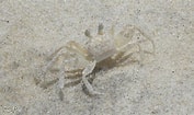 Image result for white Ghost Crab. Size: 177 x 105. Source: tomer-da.deviantart.com
