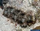 Image result for Stichopus horrens Klasse. Size: 135 x 105. Source: www.poppe-images.com