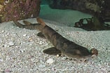 Image result for "haploblepharus Pictus". Size: 157 x 105. Source: www.sharksandrays.com