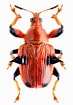 Image result for "amphithyrus Bispinosus". Size: 73 x 105. Source: www.pinterest.com.mx