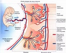 Image result for Cardiapoda Placenta Anatomie. Size: 132 x 105. Source: cocoonbiennaitre.com