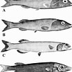 Image result for Conocara macropterum Familie. Size: 104 x 105. Source: www.researchgate.net