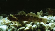 Afbeeldingsresultaten voor "millerigobius Macrocephalus". Grootte: 184 x 105. Bron: fishbiosystem.ru